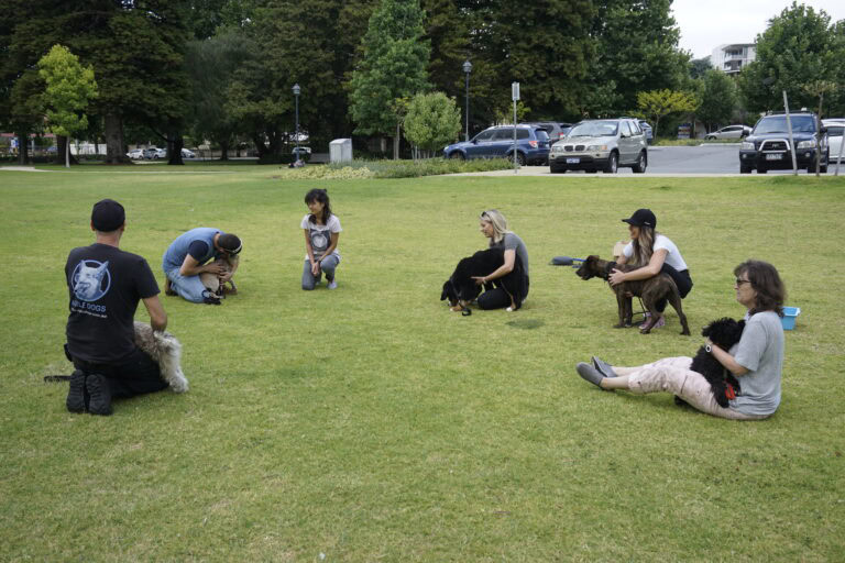 Group of dogs and owners participating in a dog training session outdoors.