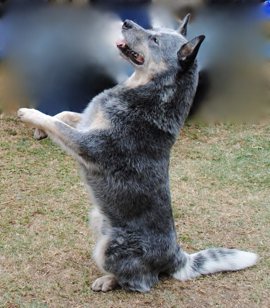 Agile Dogs dog training focusing on complex skill development and obedience.