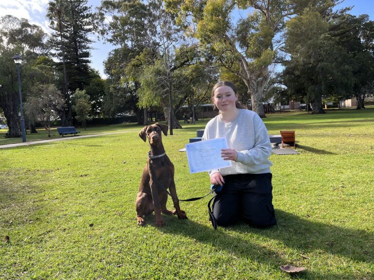 Dog training session in park with handler and Doberman Pinscher.