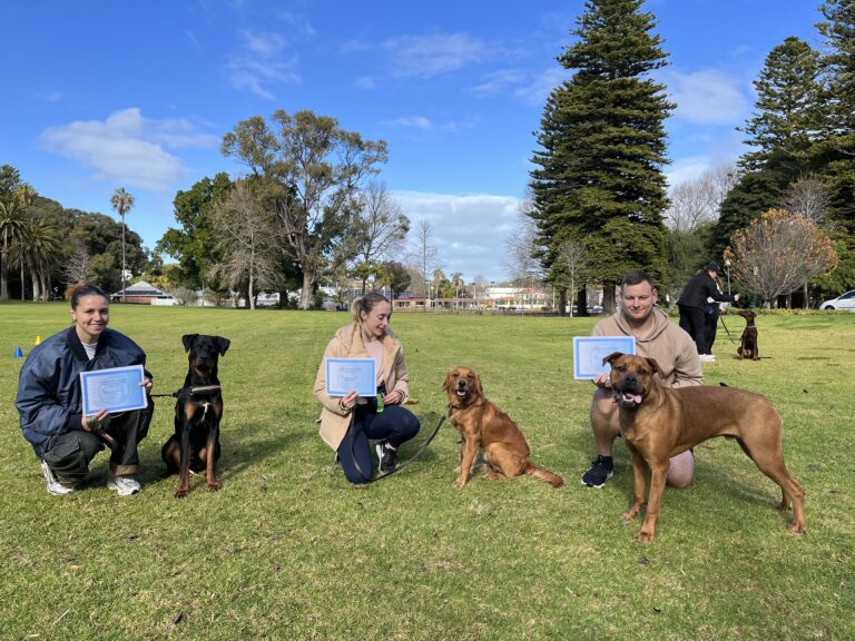 Group of dogs and trainers during agility training in park.