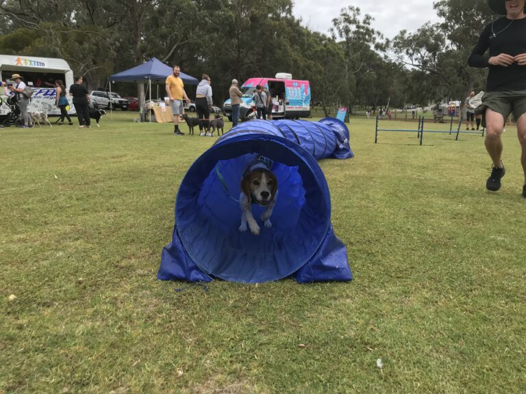Dog agility tunnel with a dog inside during agility training.
