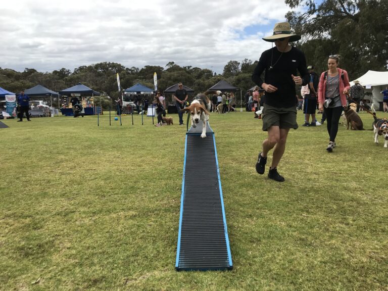 Dog agility event with a dog balancing on a ramp, surrounded by spectators and tents.