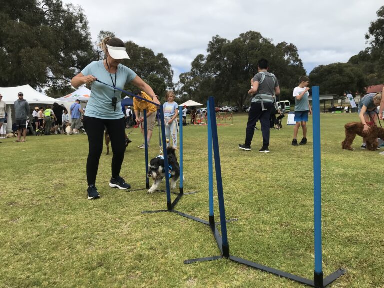 Dog agility training at Agile Dogs with owner guiding dog through obstacle course.