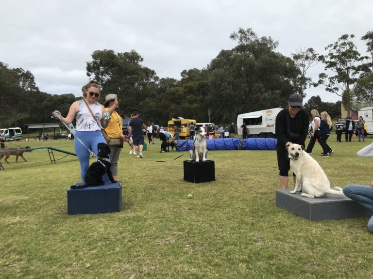 Agility Dogs competition with dogs on podiums and spectators in the background.