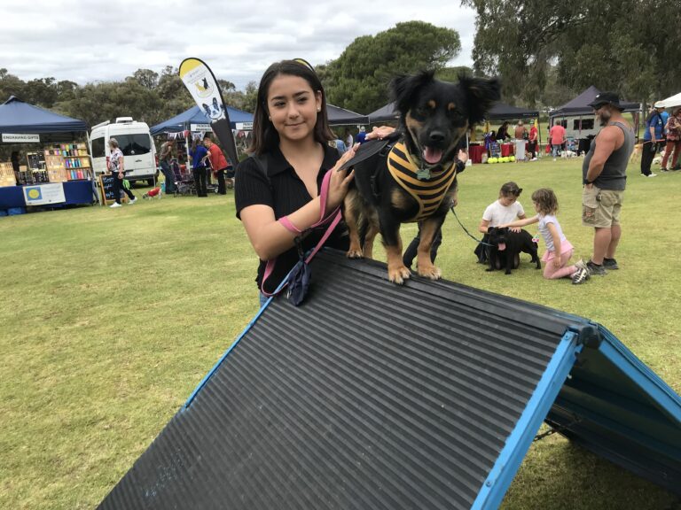 Dog agility training at an outdoor event with a young girl and her dog.