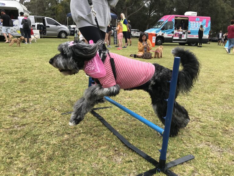 Dog agility training, obstacle course, active dog, agility jump, outdoor dog training.