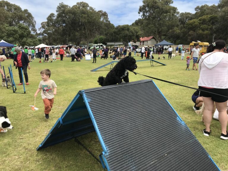 Dog agility training event at a park with dogs and owners participating.