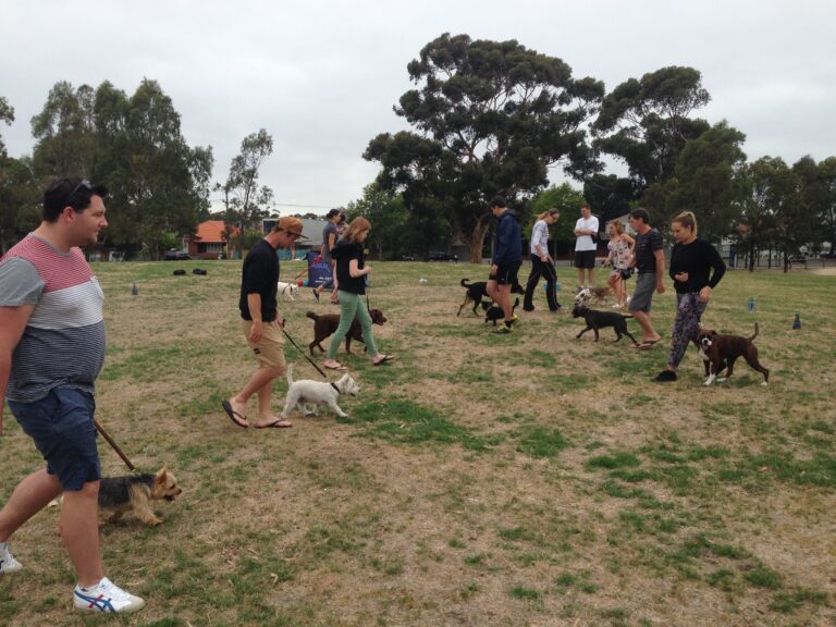 Dog training workshop at Agile Dogs, group of owners with their dogs in an outdoor park.