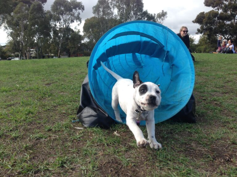 Dog emerging from blue agility tunnel during training session.