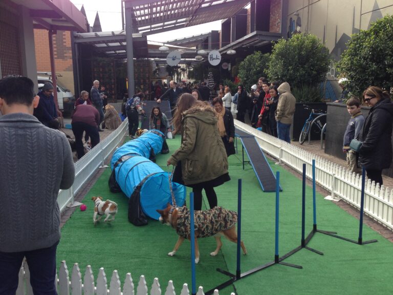 Dog agility course with dogs and owners participating in a fun, professional setting.