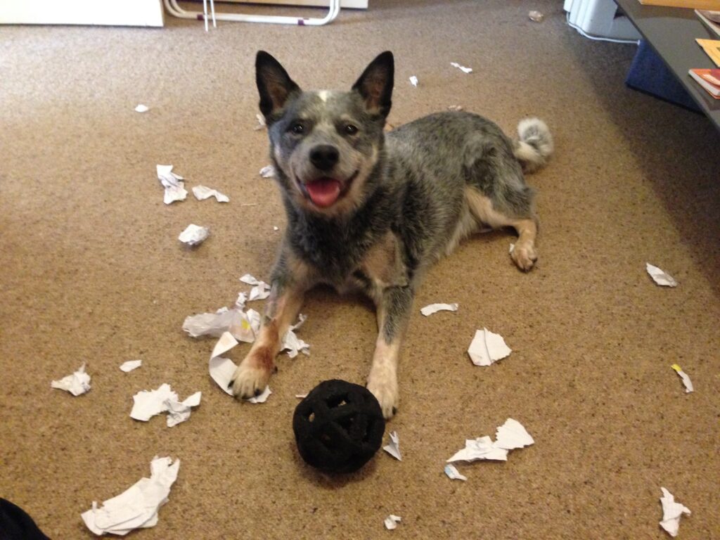 Dog playing with a toy during behaviour consultation session.