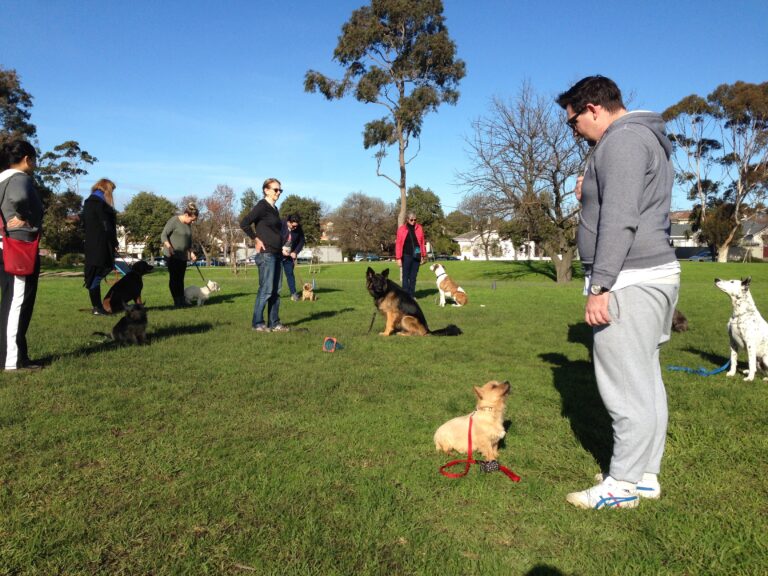 Group dog training session in a park with dogs and owners practicing commands.