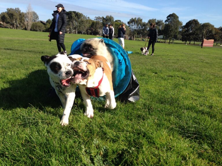 Dog socialization training session outdoors for improved behavior and confidence.
