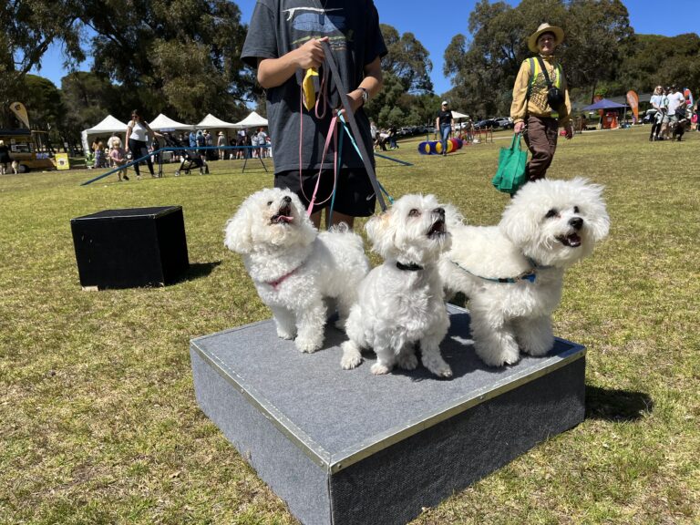 Three fluffy white dogs on a platform at outdoor dog event with people in background.