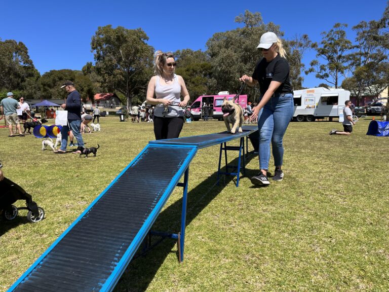 Dog agility training on a ramp at outdoor event with people and tents.