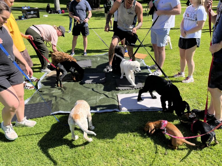 Group of dogs and owners participating in a dog training session outdoors.