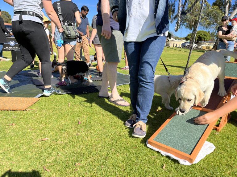 Dog agility training, outdoor event, Agile Dogs, dog training, park activity.