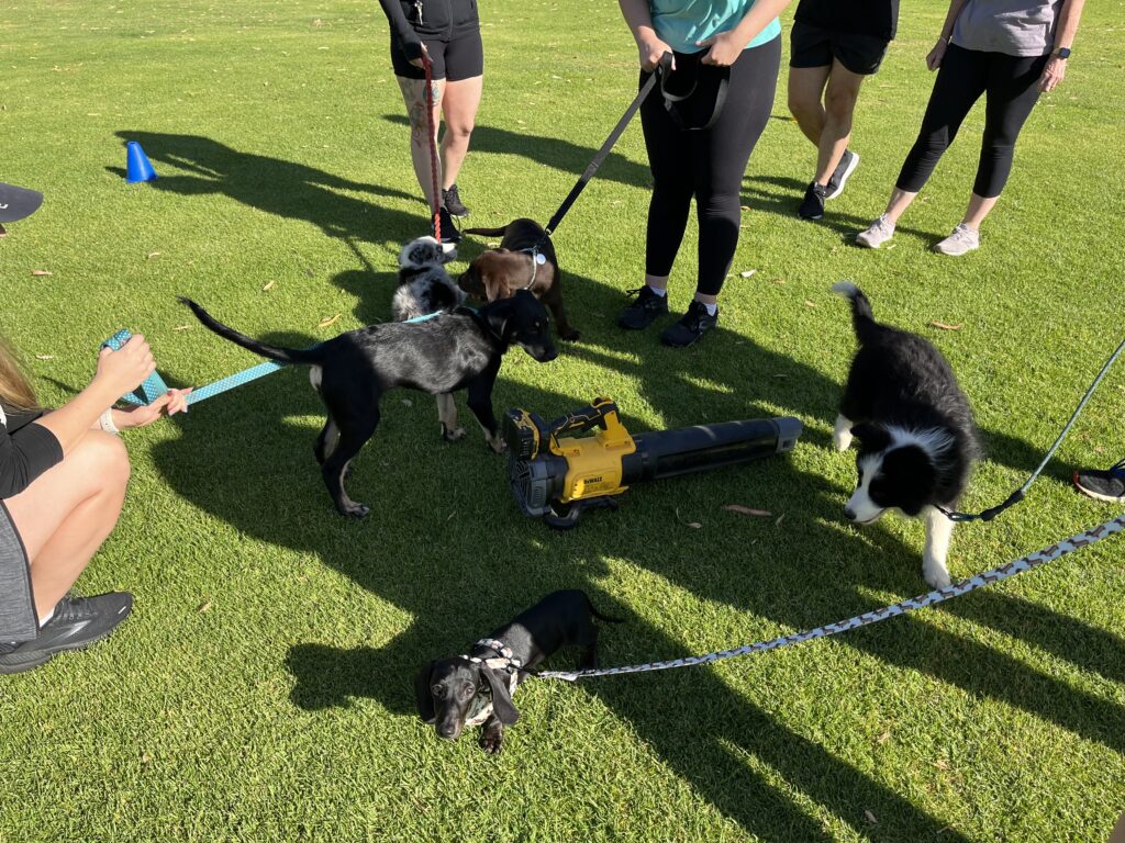 Dog training class with multiple dogs and handlers on a grassy field.