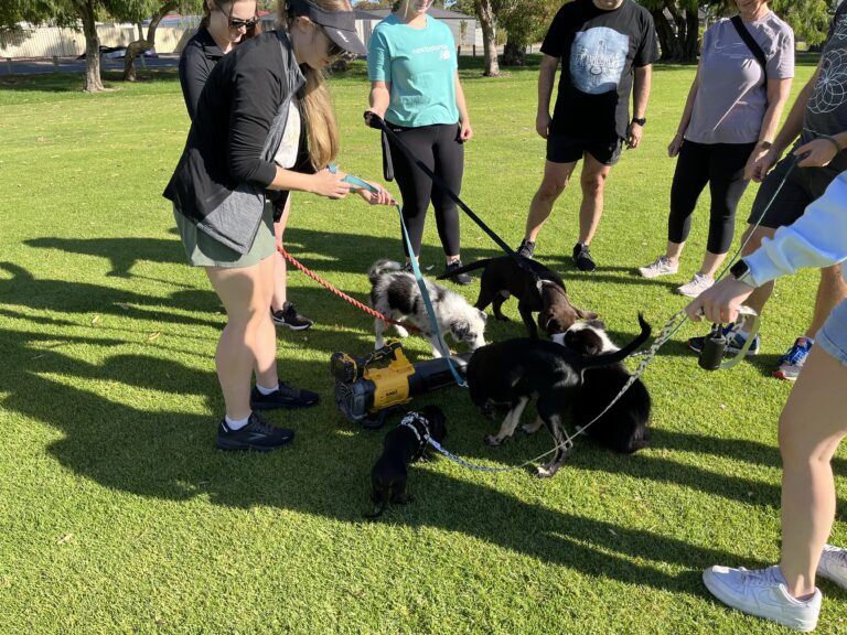 Dog training session with puppies and trainers outdoors in a park.
