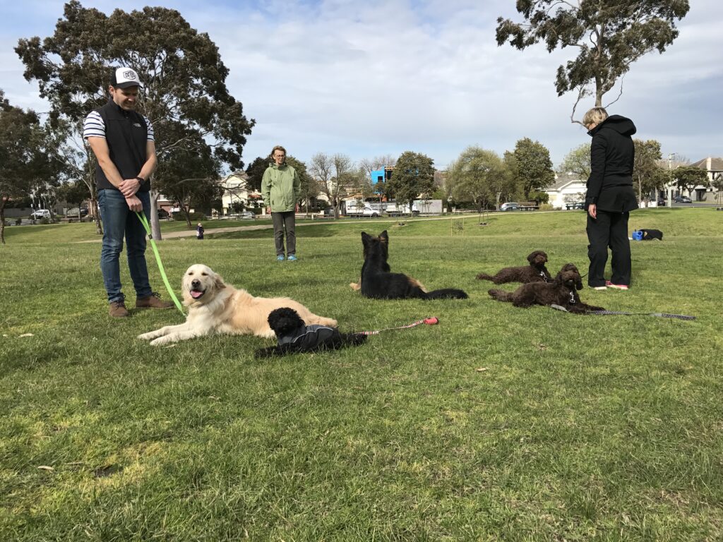 Dog obedience training session outdoors with trainers and dogs in a park setting.