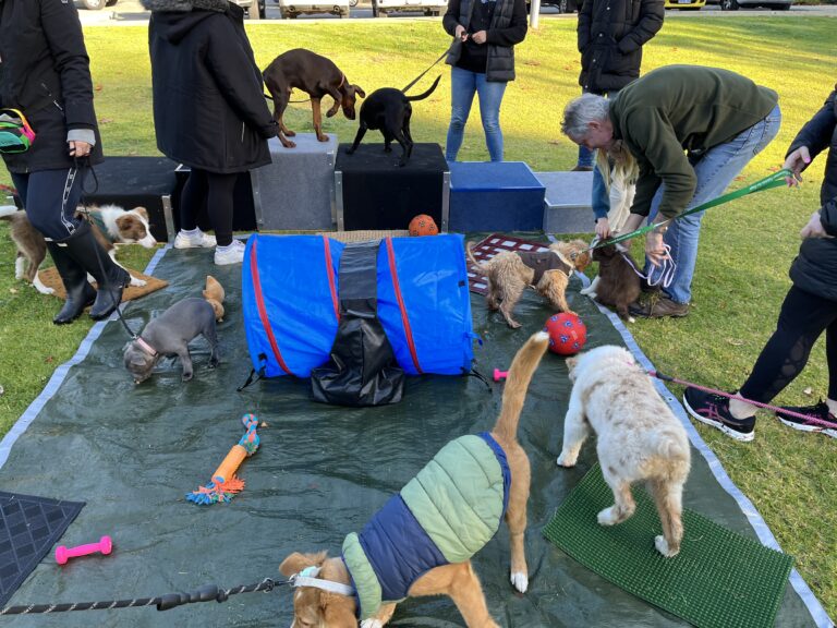 Puppies practicing obedience and socialization during a training class outdoors.