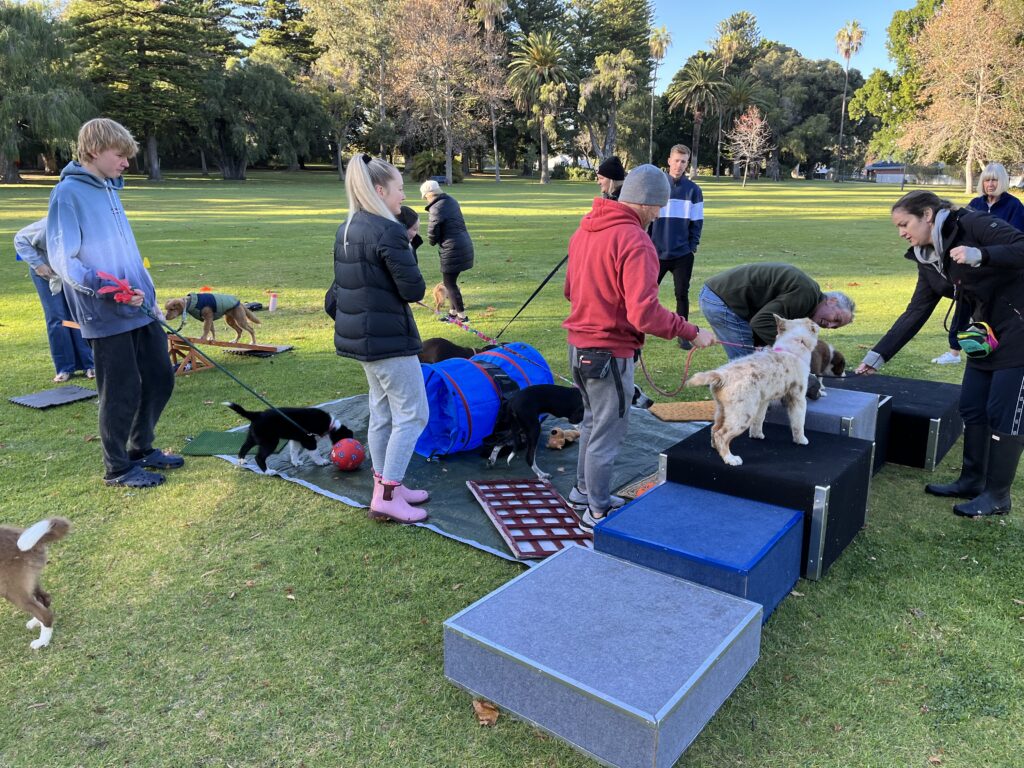 Puppy training session with dogs and handlers outdoors in a park setting.