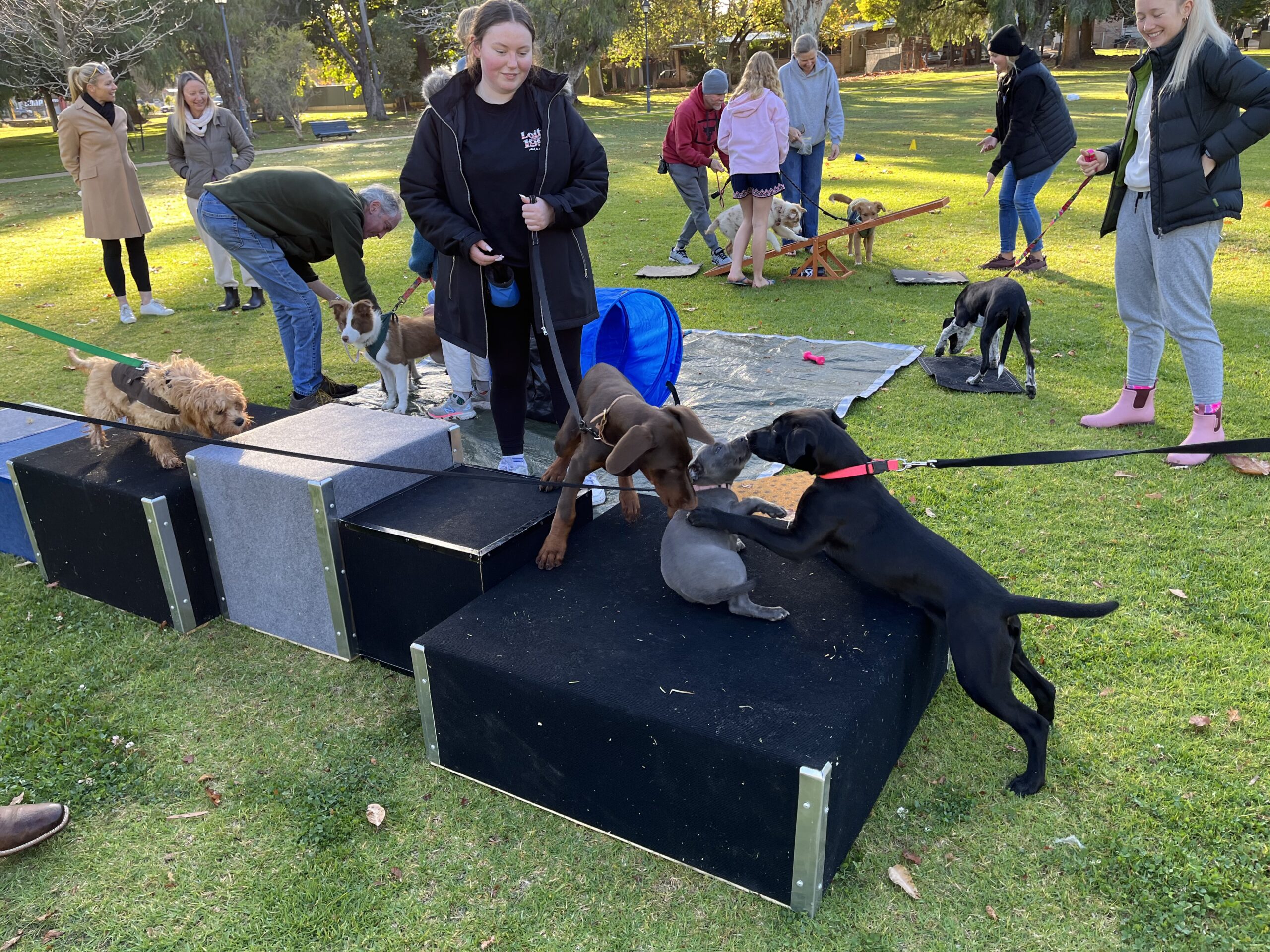 Dog training, puppy socialization, agility exercises, and obedience practice in a park setting.