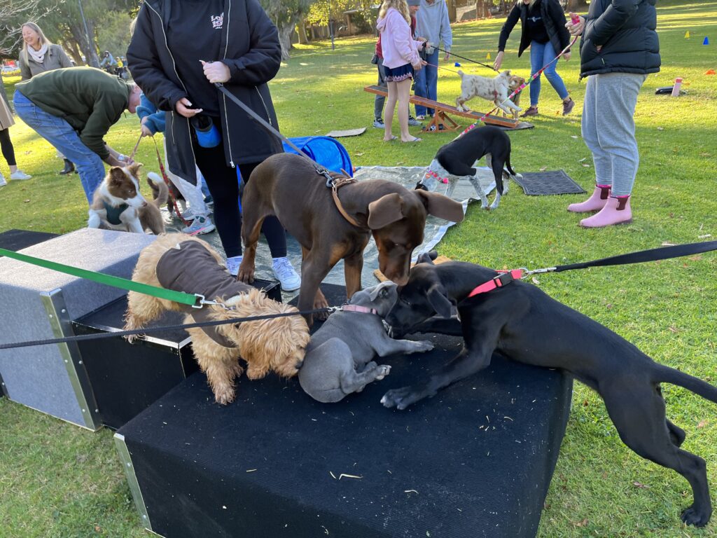 Puppies practicing socialization and training outdoors with trainers and owners.