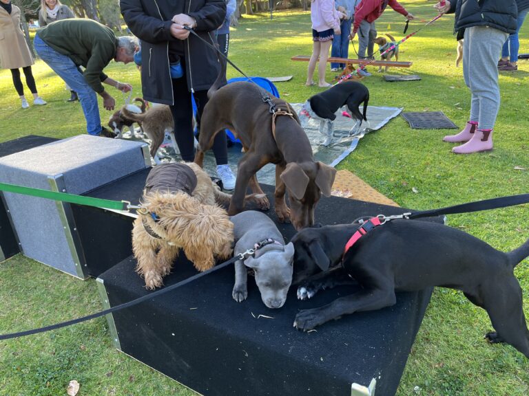 Puppies practicing socialization and obedience during training class.