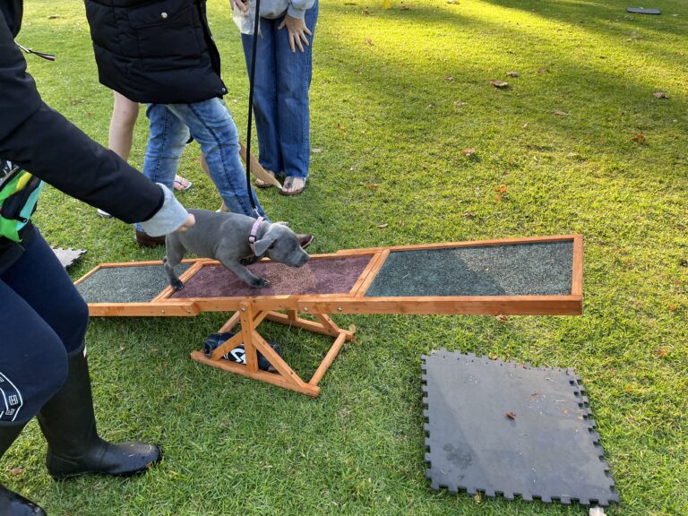 Agile Dogs puppy agility training session outdoors.