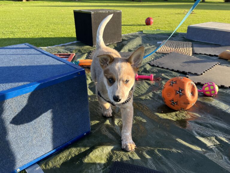 Adorable puppy participating in agility training outdoors.