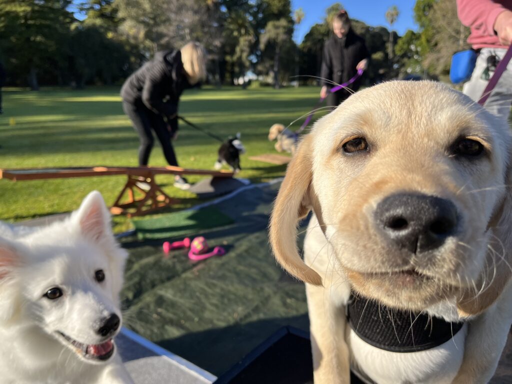 Labrador Retriever smiling at the camera during a dog training class outdoors.