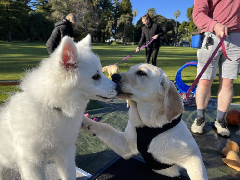 Friendly puppy and dog greeting each other at the park.