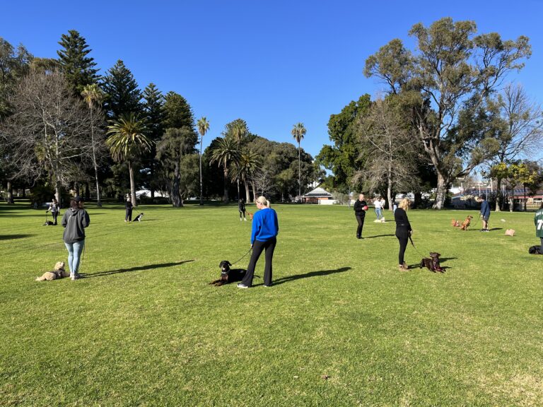 Group of dogs and owners participating in agility training outdoors on a sunny day.