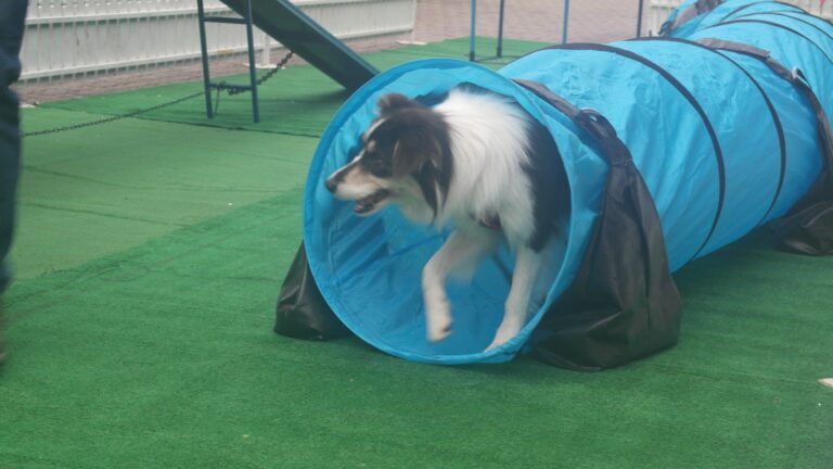 Border Collie navigating agility tunnel during training session.