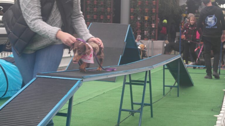 Dog participating in agility training at Agile Dogs.