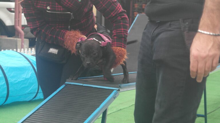 Black puppy navigating an agility ramp during training at Agile Dogs.