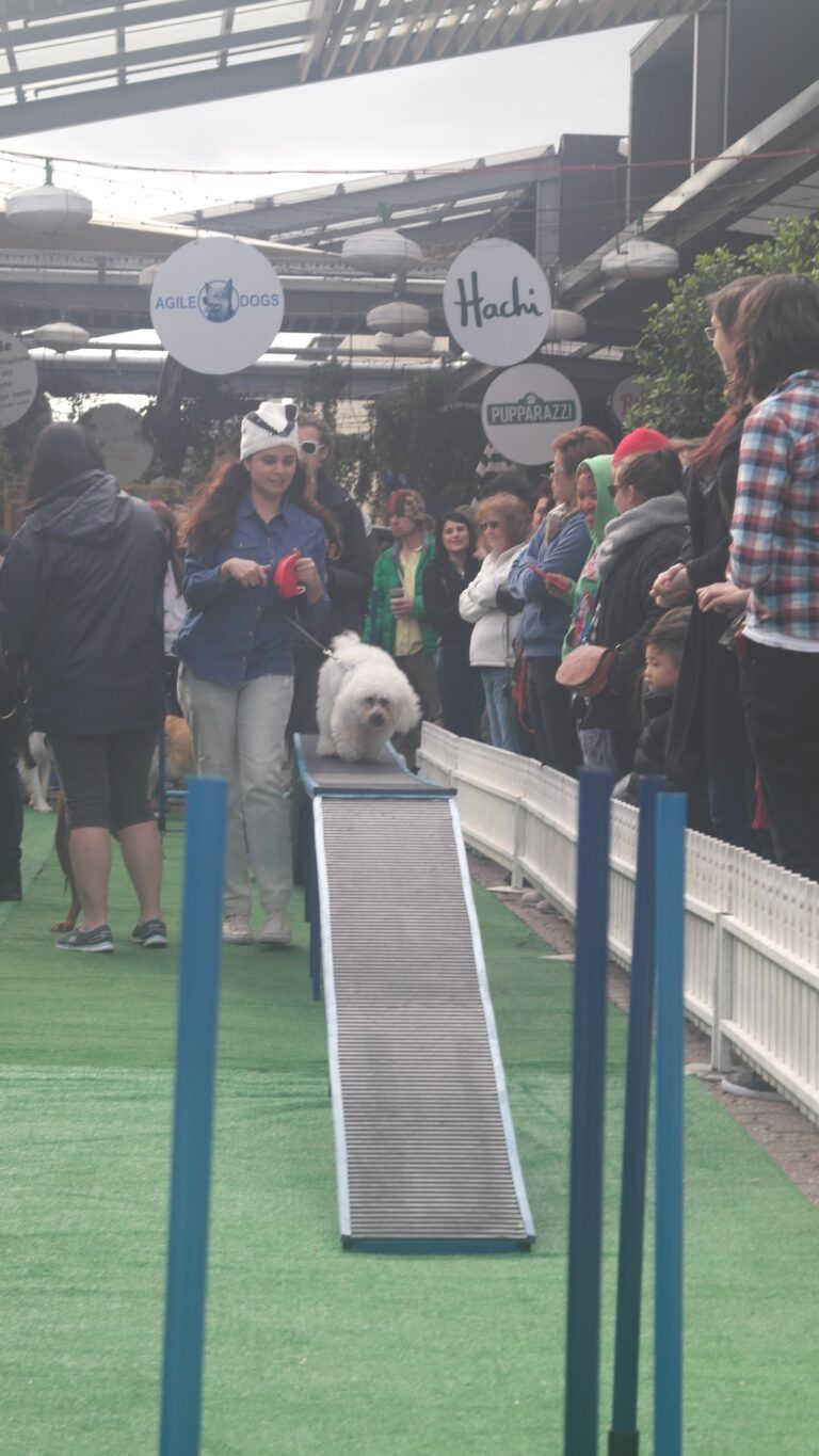 Agile Dogs dog agility training demonstration at an indoor event.