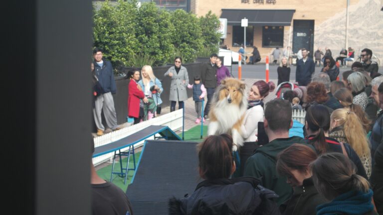 Dog agility training demonstration at an outdoor event.