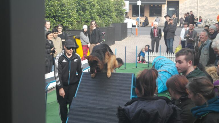 German Shepherd jumping over agility ramp at training event.