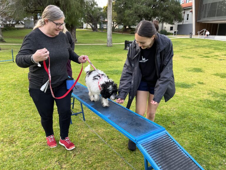 Dog training session with agility equipment in park setting.
