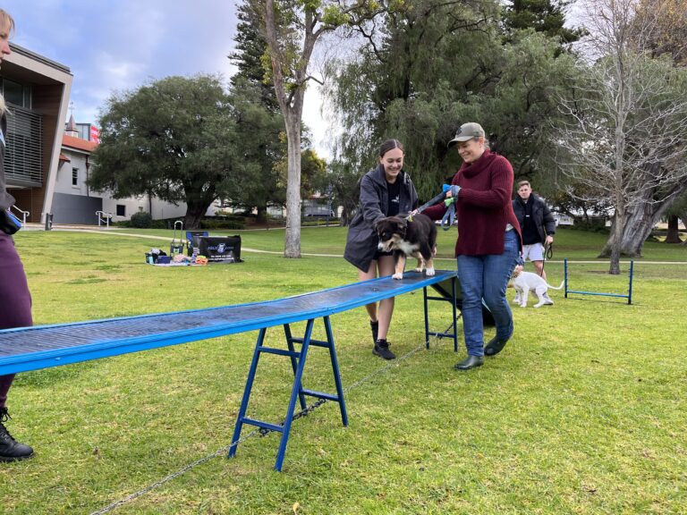 Agile Dogs training session with dogs and handlers outdoors.
