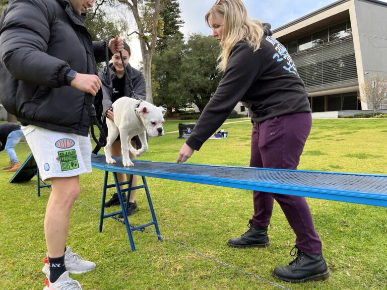 Dog agility training with handlers in a park setting.