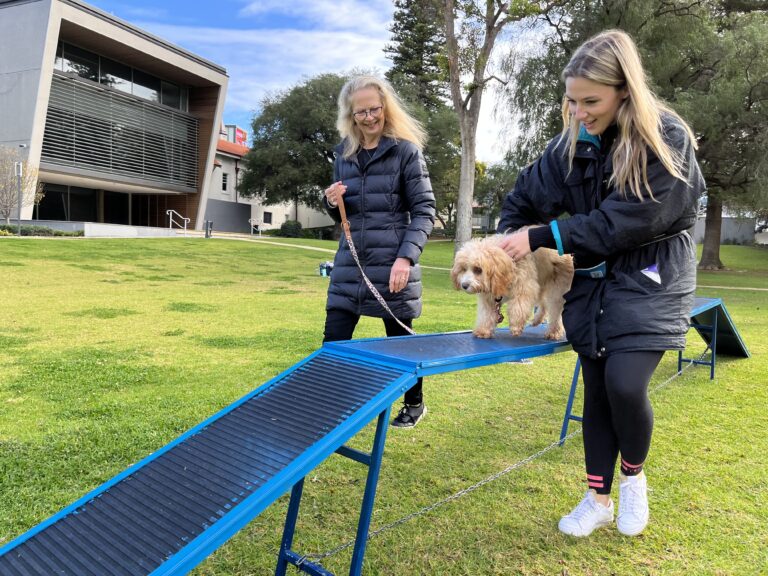 Dog agility training with handlers outdoors.