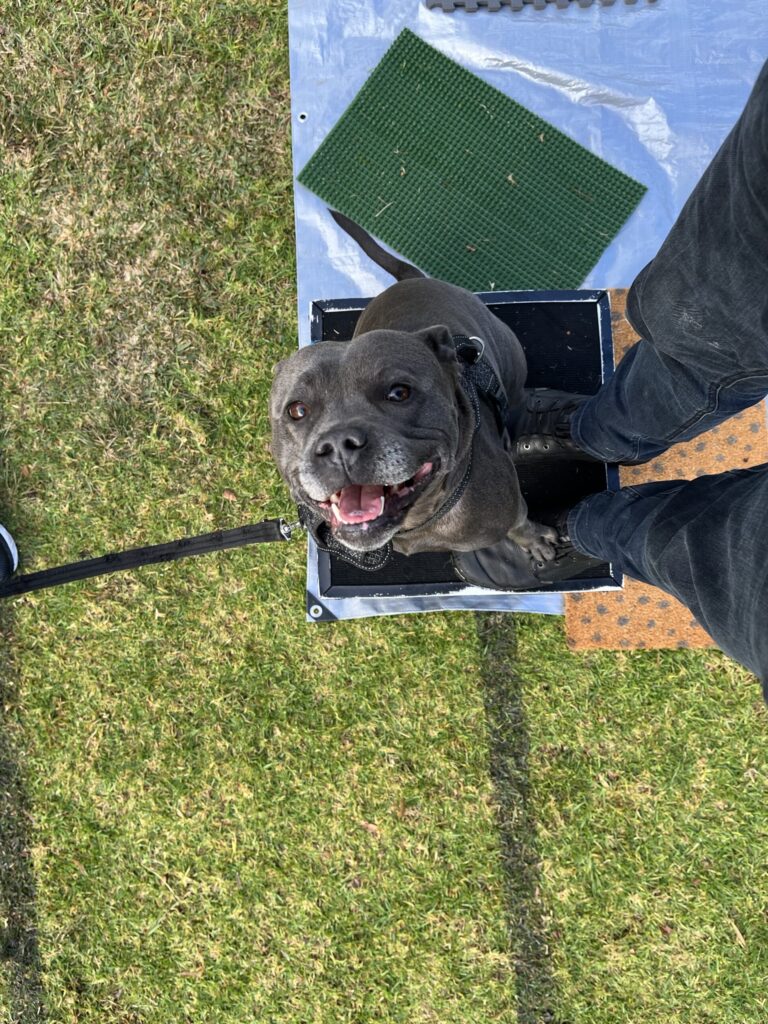 Dog standing in agility training box with a happy expression.