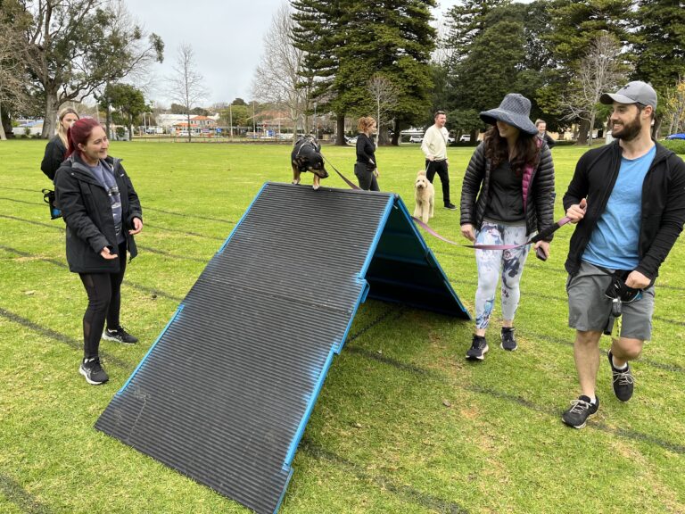 Dog agility training with handlers and obstacles in a park setting.