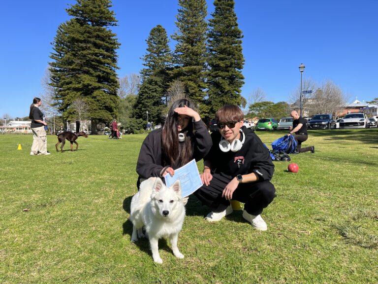 Dog training session outdoors with dogs and handlers in a park setting.