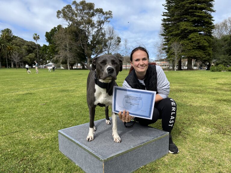 Dog agility training certification, agility dogs, obedience training, agility competition.