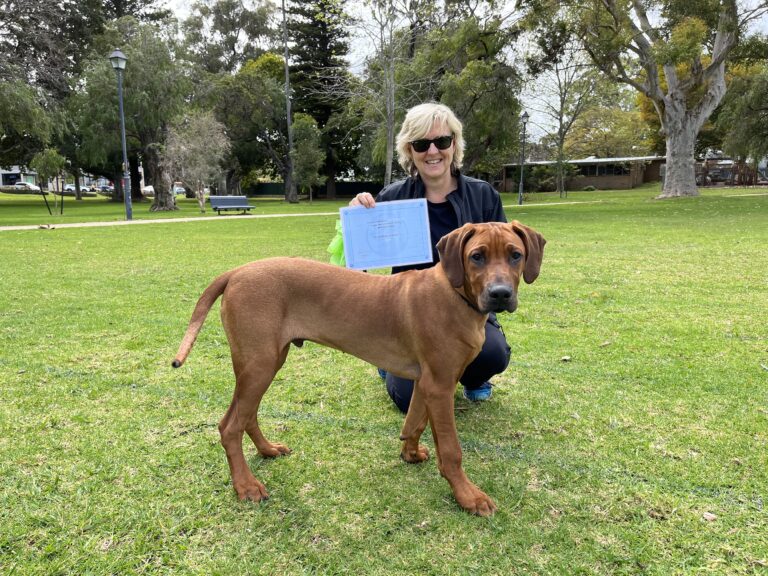 Woman training a brown dog outdoors in a park setting for agility and obedience.