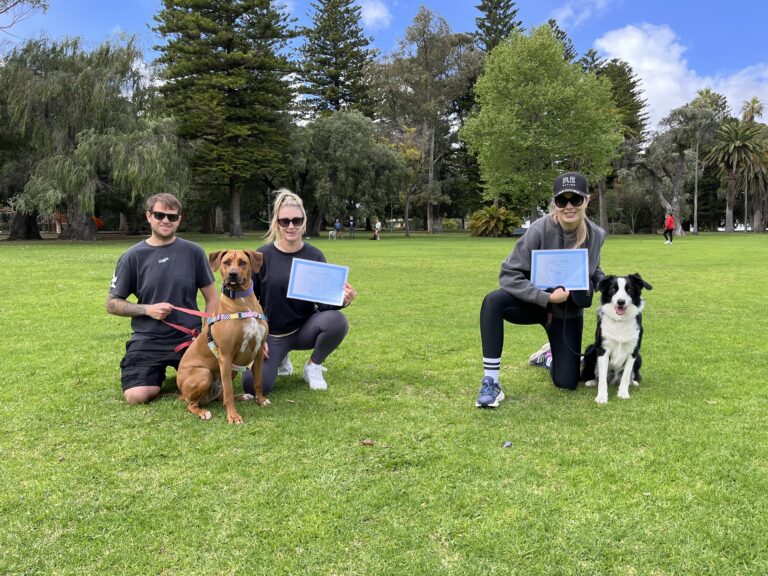 Group of people with dogs during agility training session in park.